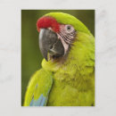 Suche nach ara postkarten Vogel