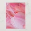 Suche nach rosa tulpe postkarten Foto