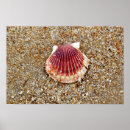 Suche nach austern muschel poster Strand