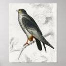 Suche nach gould poster Vogel