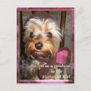 Suche nach seidig karten Terrier
