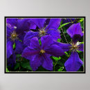 Suche nach clematis poster Sommer