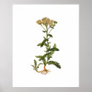 Suche nach vintage kitchen poster Botanical