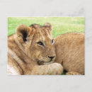 Suche nach tiger baby tiger postkarten Tiere