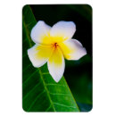 Suche nach frangipani magnete Weiß