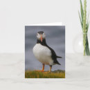 Suche nach puffin karten Insel