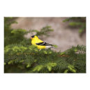 Suche nach goldfink poster Natur