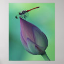 Suche nach blumenknospe Pflanze