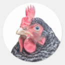 Suche nach plymouth aufkleber Huhn