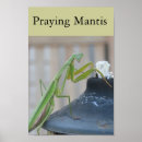 Suche nach praying poster Insekten