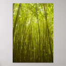 Suche nach bambuswald poster Baum