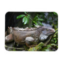 Suche nach zoo magnete Reptil