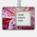 Suche nach rosa lilien ornamente Sterngazerlilie