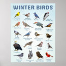 Suche nach wintervögel poster Schneevögel