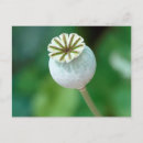 Suche nach vordergrund postkarten Blume