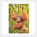 Suche nach orang utan aufkleber Borneo