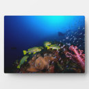 Suche nach unterwasser fotoplatten Ozean