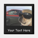 Suche nach hund im auto magnete Kaninchen