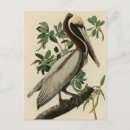 Suche nach audubon postkarten Vogelvogel