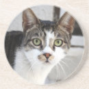 Suche nach cat untersetzer Kinder