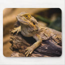 Suche nach drachen mousepads Reptilien