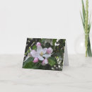 Suche nach apfelblüten postkarten Foto