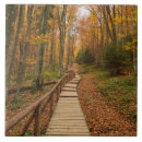Suche nach bunter baum fliesen Wald