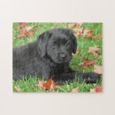 Suche nach labrador puzzle Spaß
