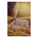 Suche nach pony kunst Reiten