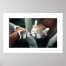 Suche nach roter panda poster Wild lebende tiere