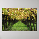 Suche nach der weinberg poster Mendoza