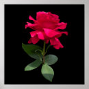 Suche nach red rose poster Blüte
