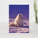 Suche nach fox karten Fotografie