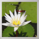 Suche nach seerose poster Lilie