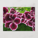 Suche nach regal postkarten Natur