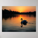 Suche nach schwäne poster Sonnenuntergang