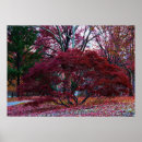 Suche nach fallbäume poster Fallbaum