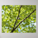 Suche nach japanischer vogel poster Wild lebende tiere