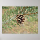 Suche nach nadeln poster Natur