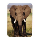 Suche nach afrikanischer elefant magnete Farbbild