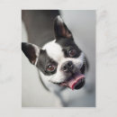 Suche nach lustig hund bild postkarten Niedlich