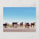 Suche nach drei tiere postkarten Fotografie