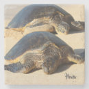 Suche nach honu wohnen zuhause Tier