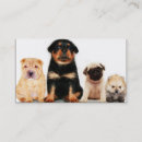 Suche nach rottweiler welpe visitenkarten Welpen