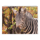 Suche nach zebra kalender Fotografie