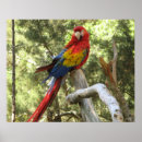 Suche nach roter vogel poster Farbenfroh