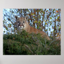Suche nach berglöwen poster Panther