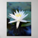 Suche nach wasser lilien poster Natur