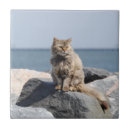 Suche nach windswept Felsen