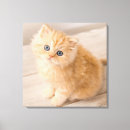 Suche nach kitten leinwandbilder Spaß